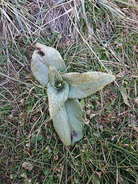 Himantoglossum hircinum  - Loïs Rancilhac