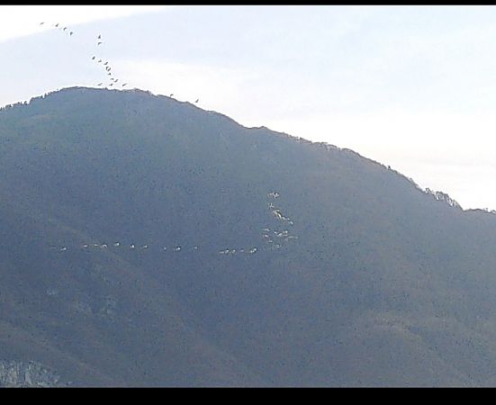 Airone guardabuoi  - Adelfina Aldrovandi