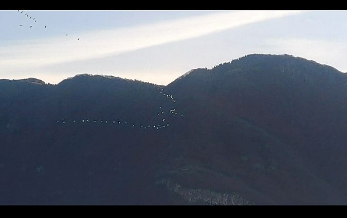 Airone guardabuoi  - Adelfina Aldrovandi