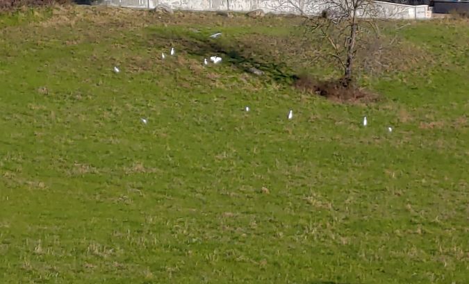 Airone guardabuoi  - Adelfina Aldrovandi