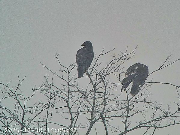 Aquila anatraia maggiore  - Massimo Tassinari
