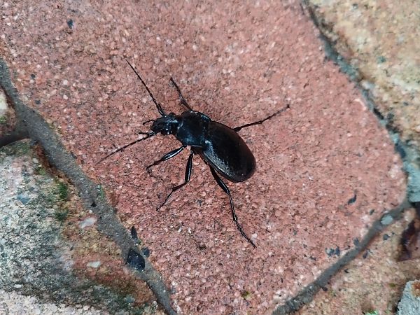 Carabus convexus  - Fulvio Fraticelli