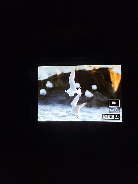 Beccapesci  - Tommaso Bonora