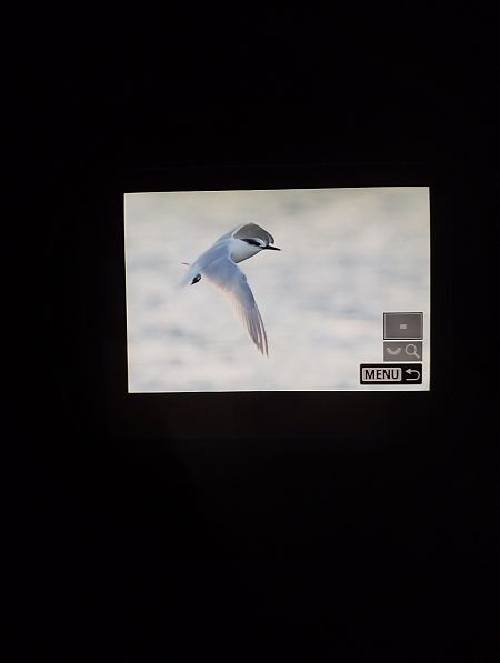 Beccapesci  - Tommaso Bonora