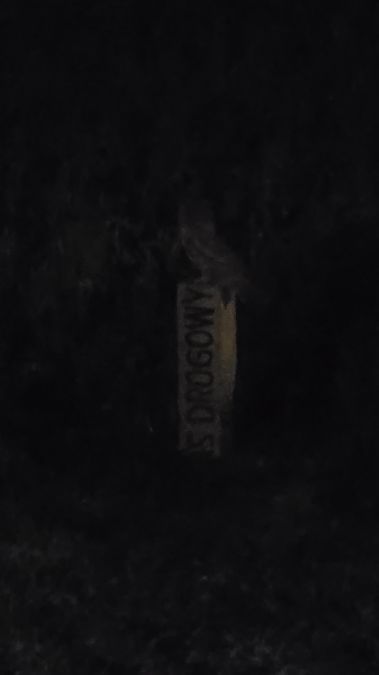 Chouette hulotte  - Paweł Zaniecki