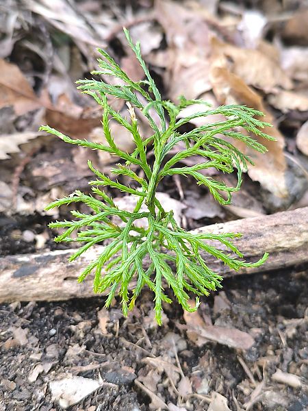 Diphasiastrum tristachyum  - Mirko Tomasi
