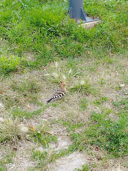 Puput  - Jordi Palomar