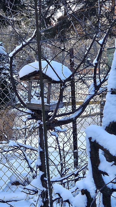 zięba  - Anna Kamilewicz-Wicik