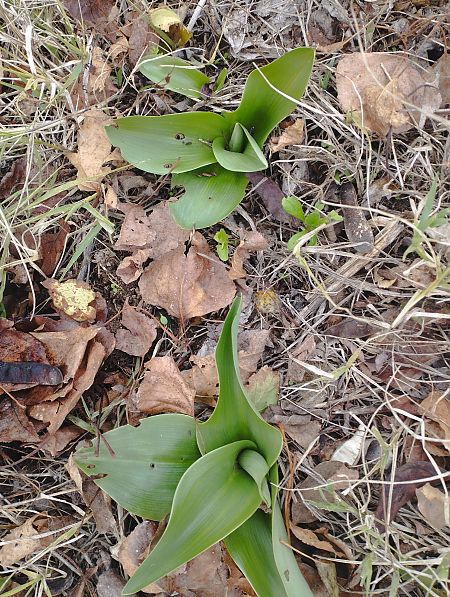 Himantoglossum robertianum  - Gérard Joseph
