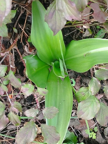 Himantoglossum robertianum  - Gérard Joseph