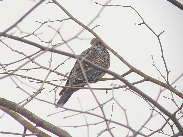 Tortora orientale  - Alessandro Bertoli