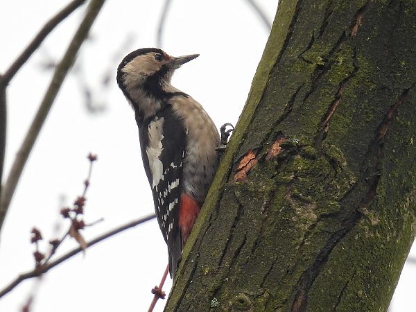 dzięcioł białoszyi  - Kacper Mikulski