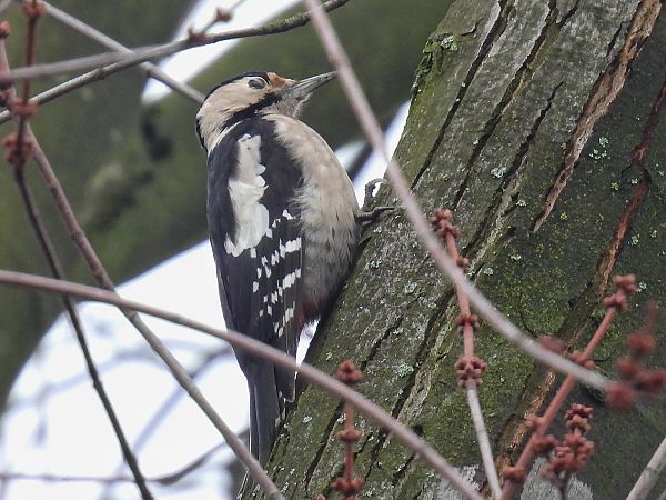dzięcioł białoszyi  - Kacper Mikulski