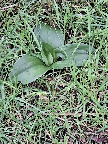 Himantoglossum robertianum 