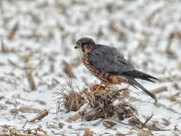 Faucon émerillon  - Kacper Mikulski