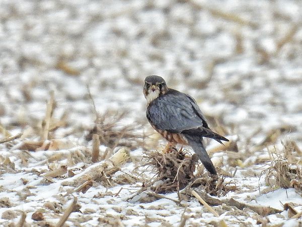 Faucon émerillon  - Kacper Mikulski