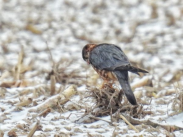 Faucon émerillon  - Kacper Mikulski