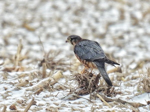 Faucon émerillon  - Kacper Mikulski