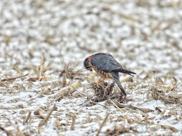 Faucon émerillon  - Kacper Mikulski