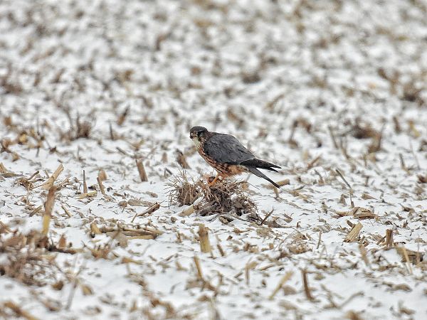 Faucon émerillon  - Kacper Mikulski