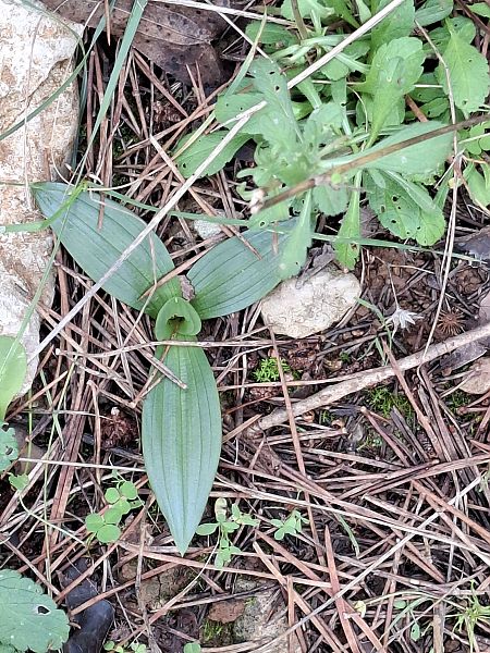 Ophrys sp. 