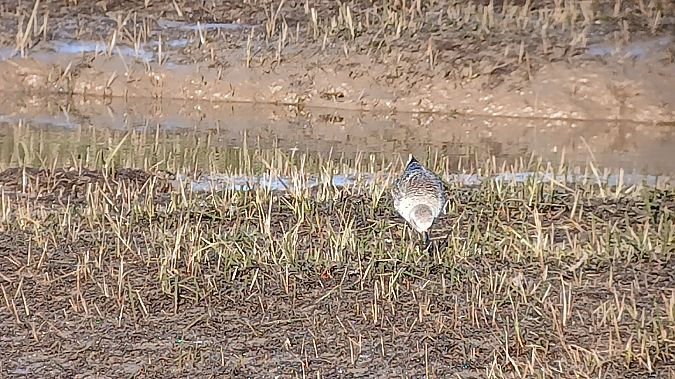 Txirri grisa  - Fabien Calmettes