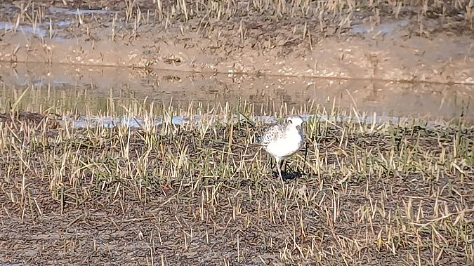 Txirri grisa  - Fabien Calmettes