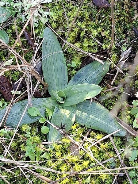 Ophrys sp. 