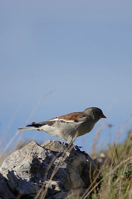 Pardal d'ala blanca  - Cédric Mroczko