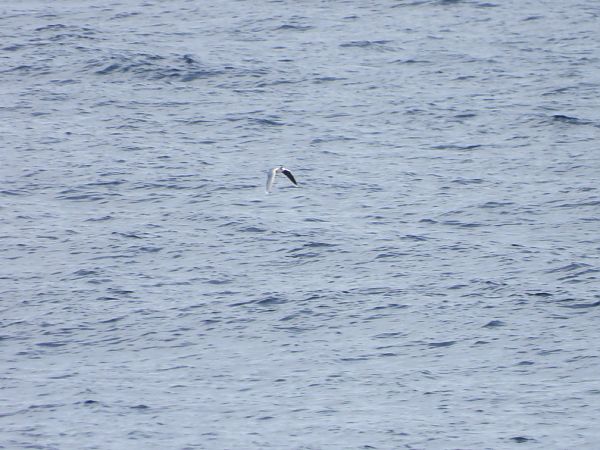 Gabbianello  - Cosimo Gabbani