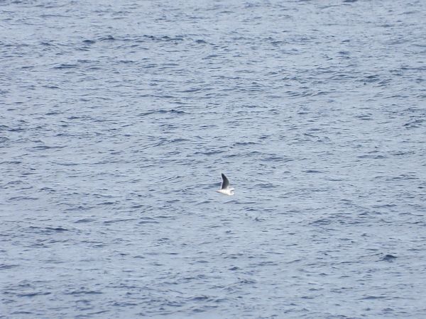 Zwergmöwe  - Cosimo Gabbani