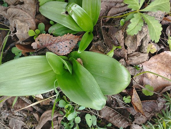 Himantoglossum robertianum  - Gérard Joseph