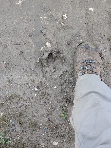 Cinghiale  - Sergio Mantovani