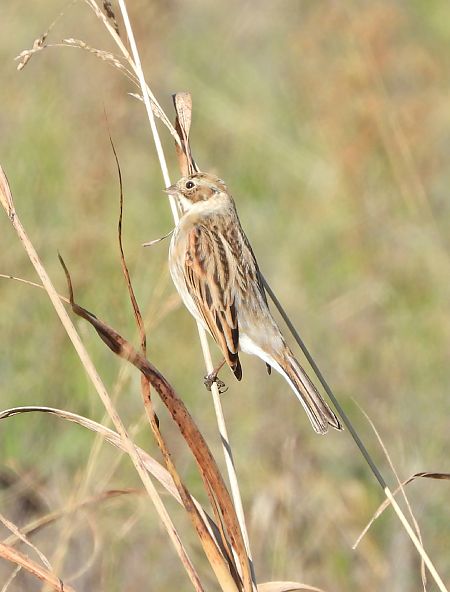 Migliarino di palude  - Dario Bosio