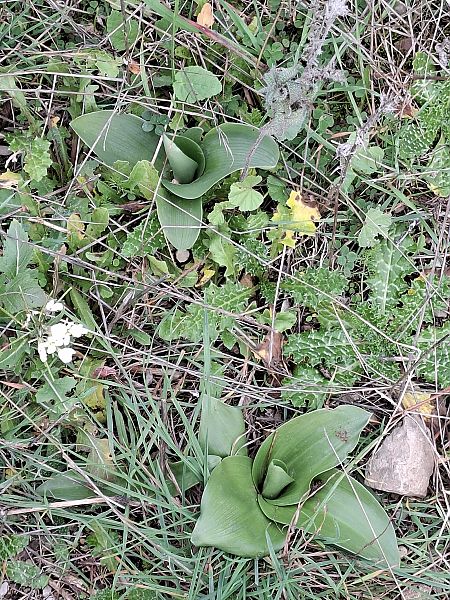 Himantoglossum robertianum 