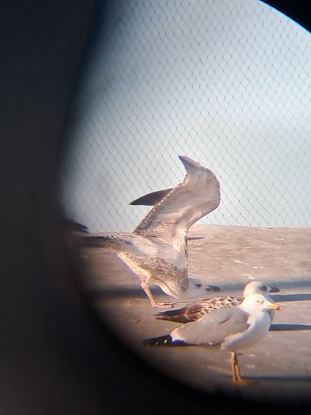 Gabbiano pontico  - Pietro Scarpa