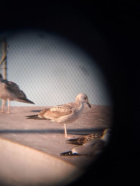 Gabbiano pontico  - Pietro Scarpa