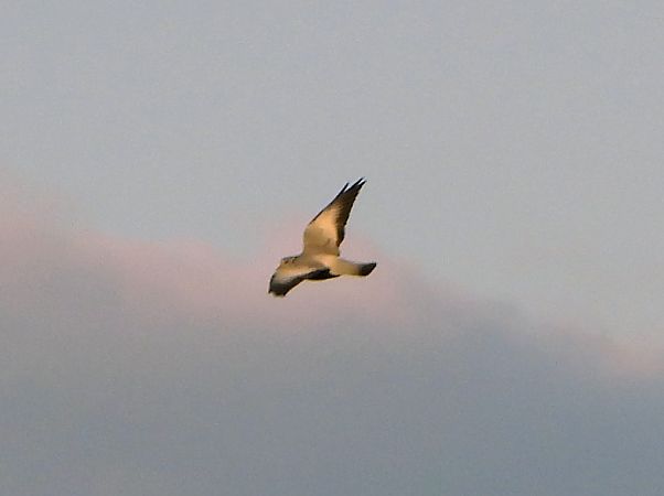 Colombella  - Andrea Ravagnani