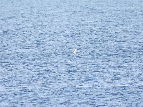 Berta maggiore  - Cosimo Gabbani