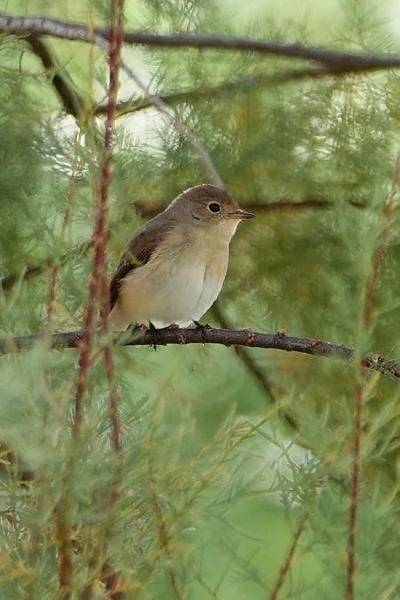 Papamosques menut  - Cédric Mroczko