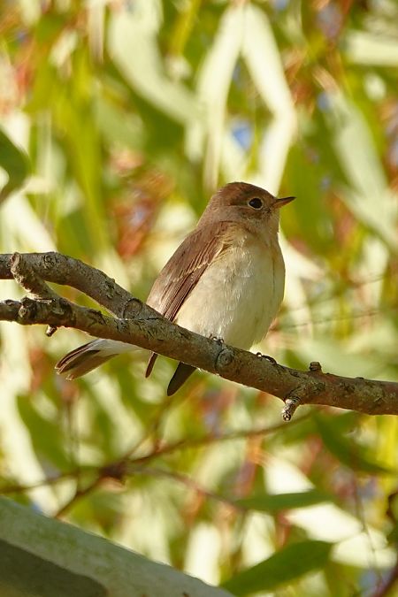 Papamosques menut  - Cédric Mroczko