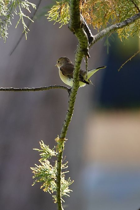 Papamosques menut  - Cédric Mroczko
