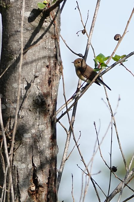 Papamosques menut  - Cédric Mroczko