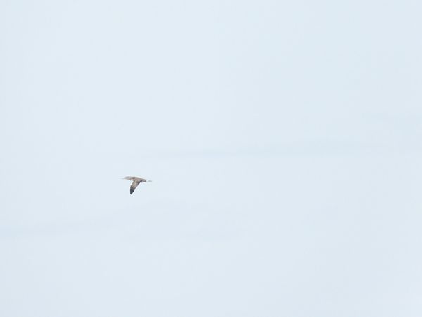 Sula  - Cosimo Gabbani