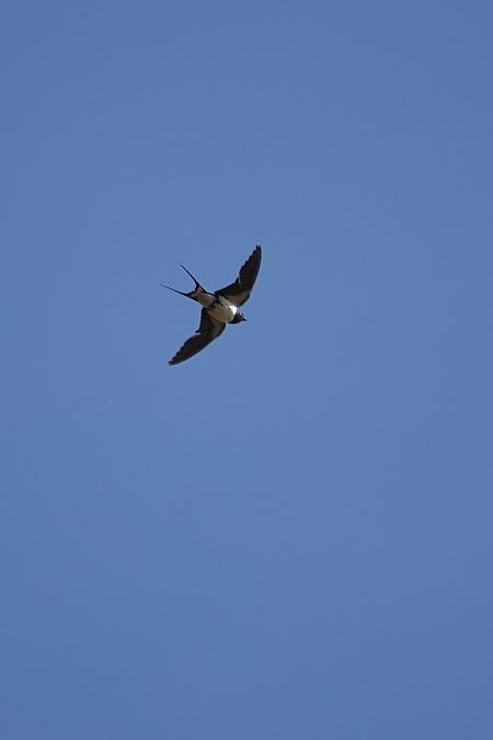 Oreneta vulgar  - Cédric Mroczko