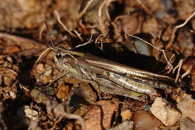 Llagosta d’ales llargues (puissanti)  - Cédric Mroczko
