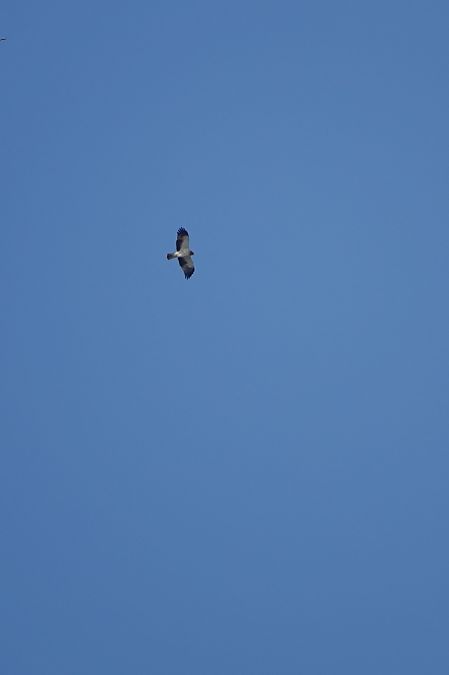 Àguila calçada  - Cédric Mroczko