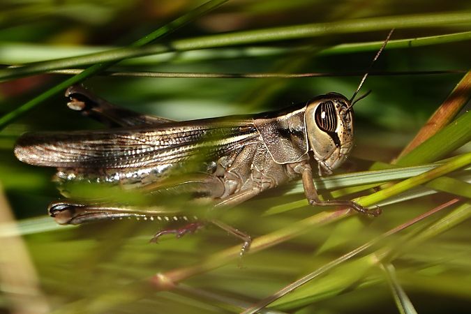 Llagost ploraner  - Cédric Mroczko