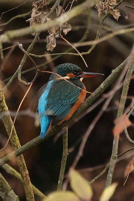 Eisvogel  - Konrad Krogmann