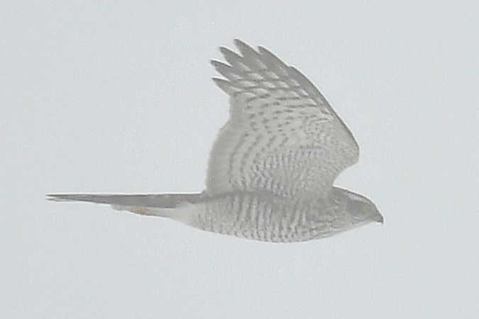 krogulec  - Paweł Zaniecki